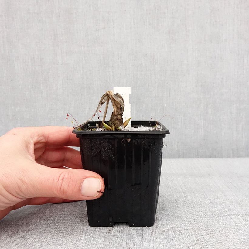 Exemplar von Hosta plantaginea var. japonica - Garten-Funkie Kleine Töpfe von 8/9 cm wie im Winter geliefert