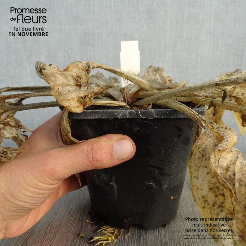 Example of Hosta Pocketfull of Sunshine - Garten-Funkie Topf mit 1,5L/2L as you get in automne