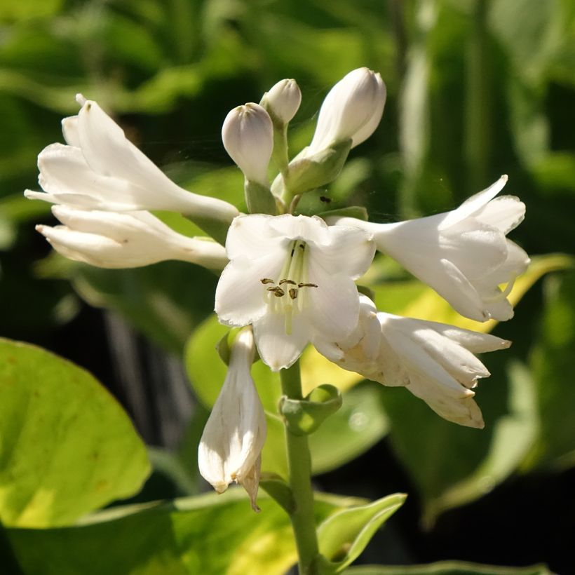 Hosta Pocketfull of Sunshine - Garten-Funkie (Flowering)