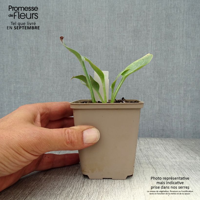 Example of Hosta Prairie Sky - Garten-Funkie Kleine Töpfe von 8/9 cm as you get in automne