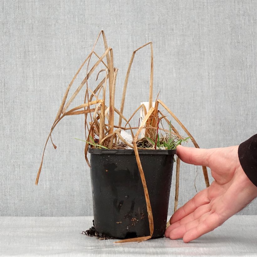 Example of Hosta Prairie Sky - Garten-Funkie Topf mit 1,5L/2L as you get in hiver