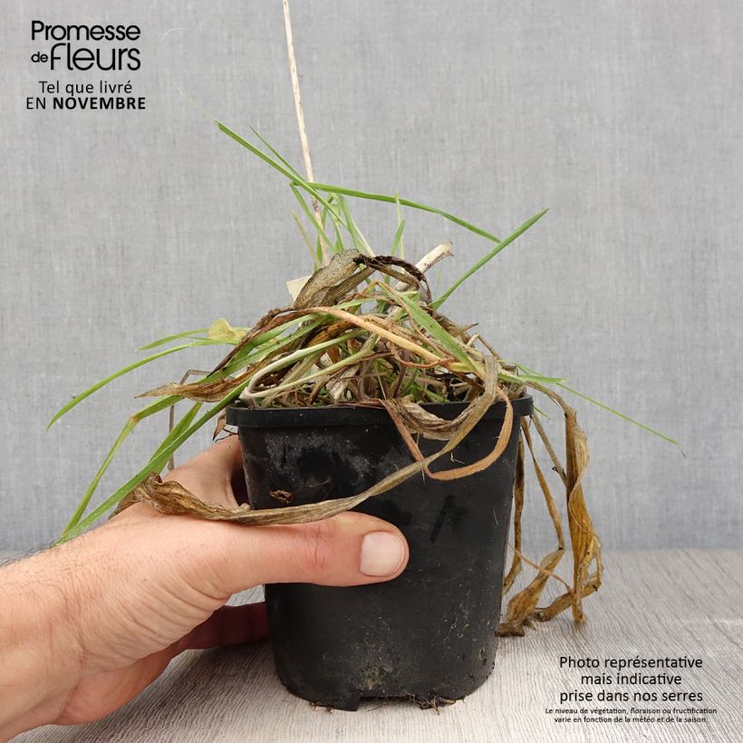 Example of Hosta Praying Hands - Garten-Funkie Topf mit 1,5L/2L as you get in automne
