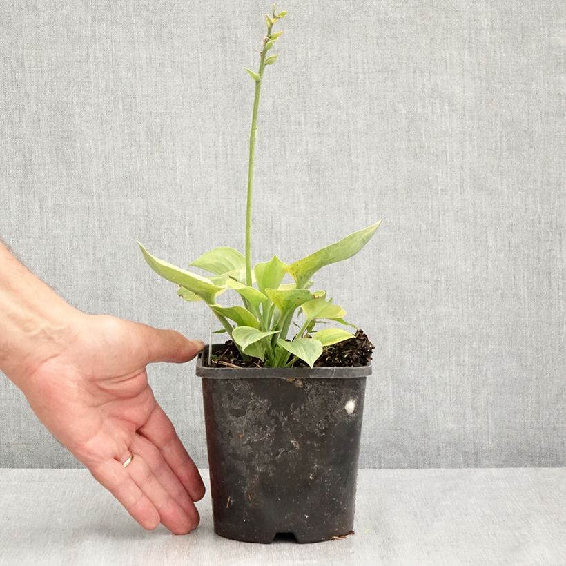 Example of Hosta Radiant Edger - Garten-Funkie Topf mit 1,5L/2L as you get in ete