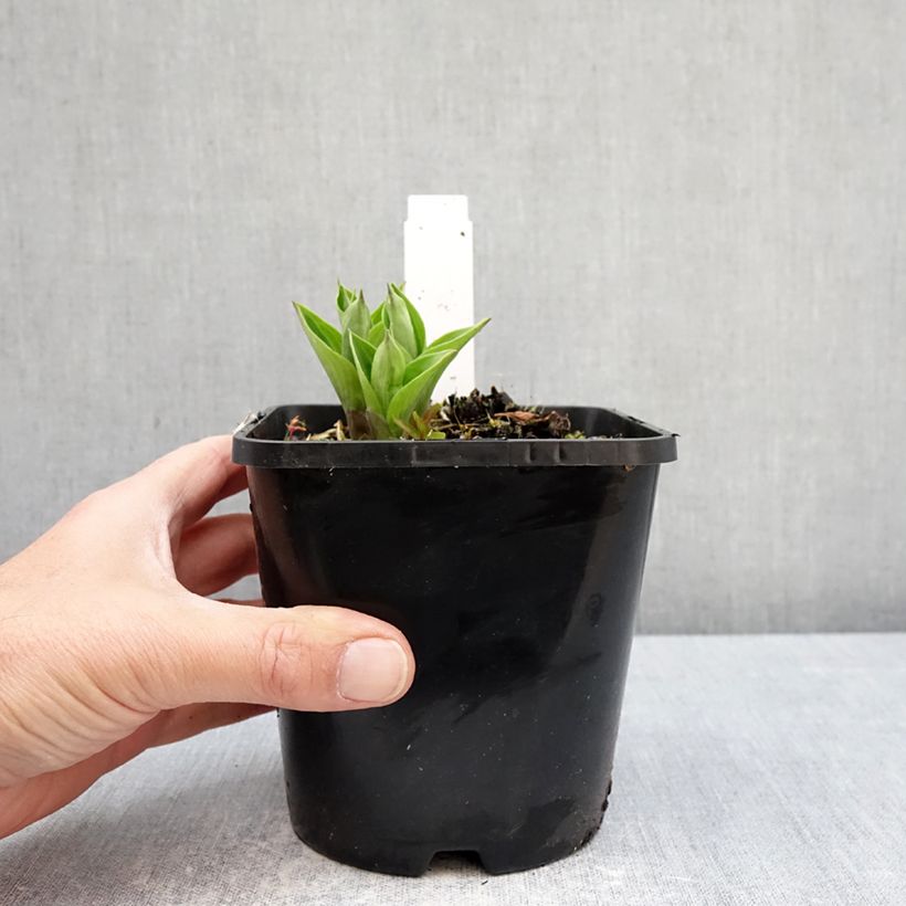 Exemplar von Hosta Radiant Edger - Garten-Funkie Topf mit 1,5L/2L wie im Frühjahr geliefert