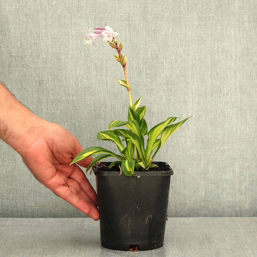 Exemplar von Hosta Rainbows End - Garten-Funkie Topf mit 1,5L/2L wie im Sommer geliefert
