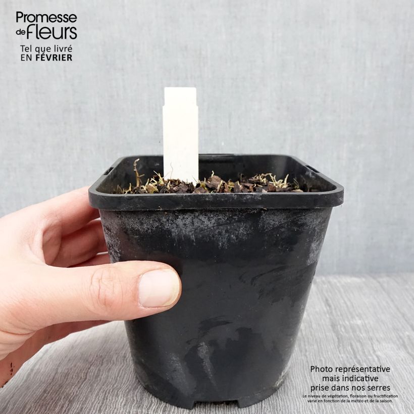 Example of Hosta Rainbows End - Garten-Funkie Topf mit 1,5L/2L as you get in hiver
