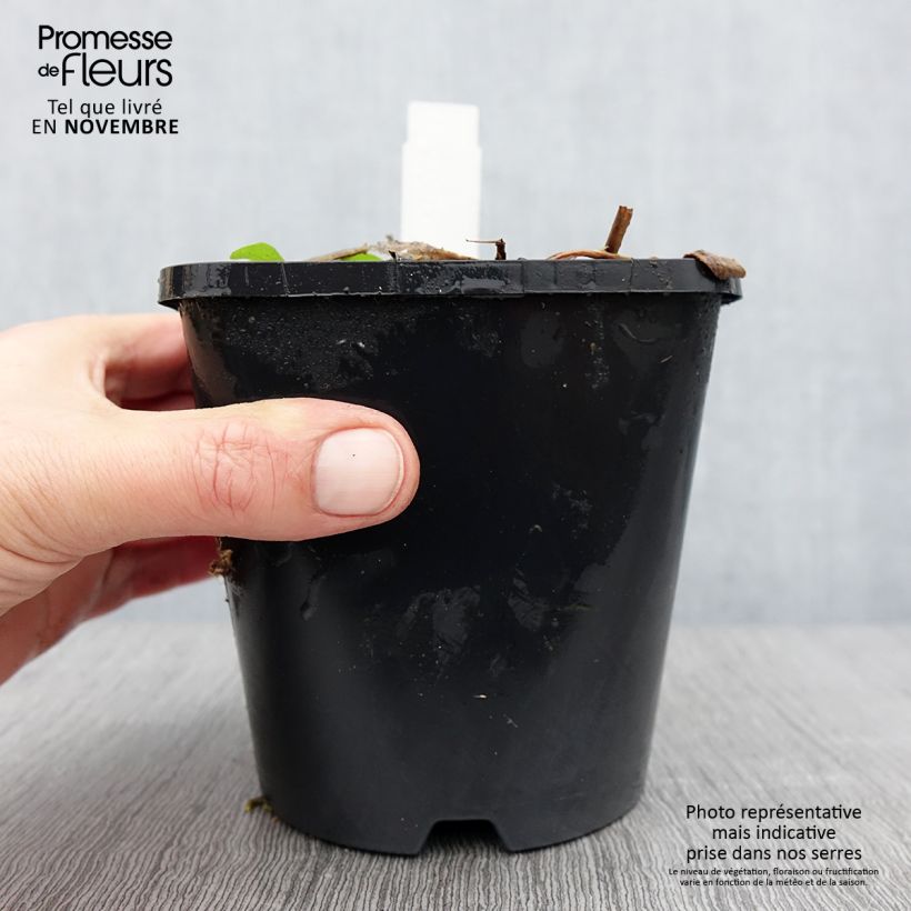 Example of Hosta Raspberry Sundae - Garten-Funkie Topf mit 1,5L/2L as you get in automne