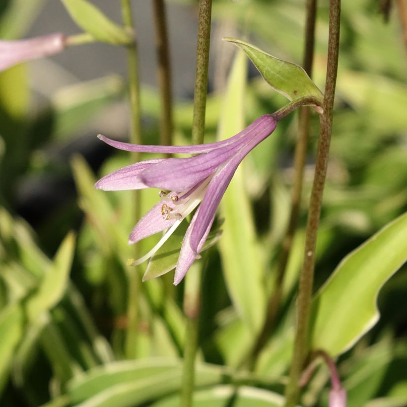 Hosta Raspberry Sundae - Garten-Funkie (Flowering)