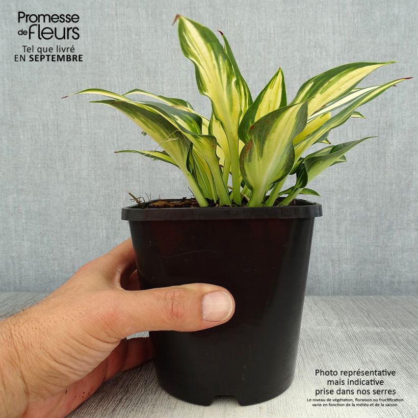 Example of Hosta Remember Me - Garten-Funkie Topf mit 1,5L/2L as you get in ete