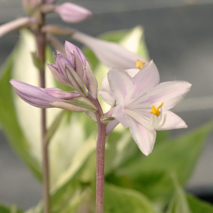 Hosta Revolution - Garten-Funkie (Flowering)