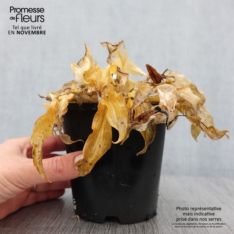 Example of Hosta Ripple Effect - Garten-Funkie Topf mit 1,5L/2L as you get in automne