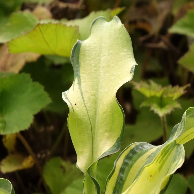 Hosta Ripple Effect - Garten-Funkie (Foliage)