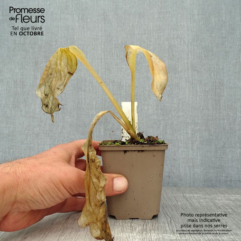 Example of Hosta Royal Standard - Garten-Funkie Kleine Töpfe von 8/9 cm as you get in automne