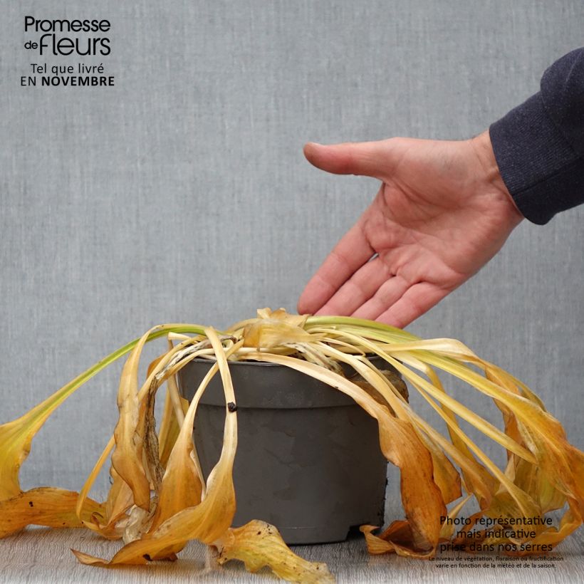 Example of Hosta Royal Standard - Garten-Funkie Topf mit 2L/3L as you get in automne