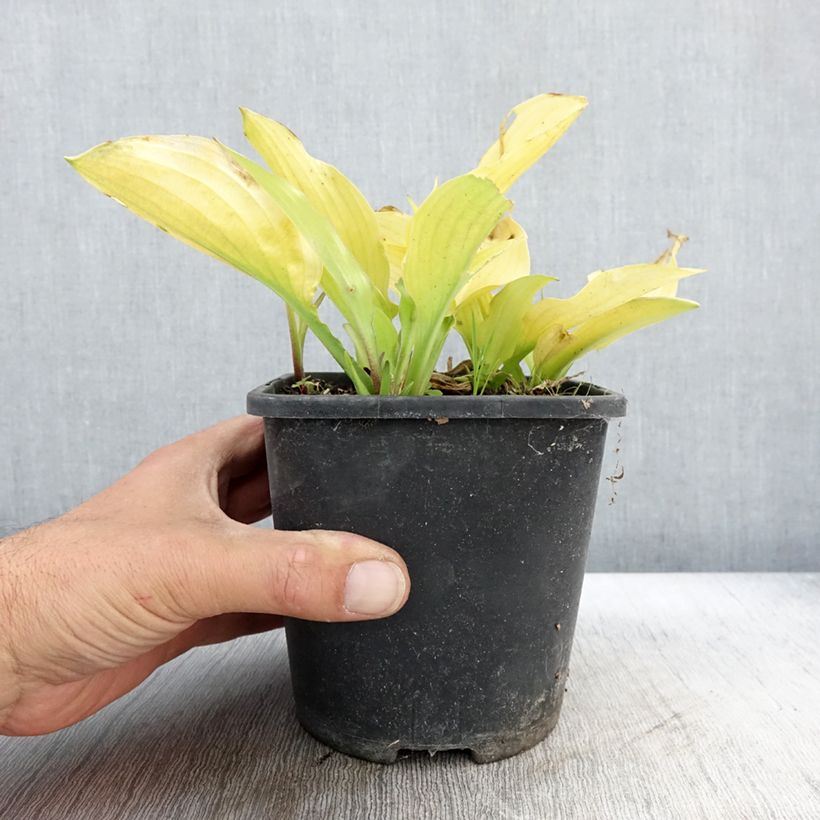 Exemplar von Hosta Ruffed Up - Garten-Funkie Topf mit 1,5L/2L wie im Herbst geliefert
