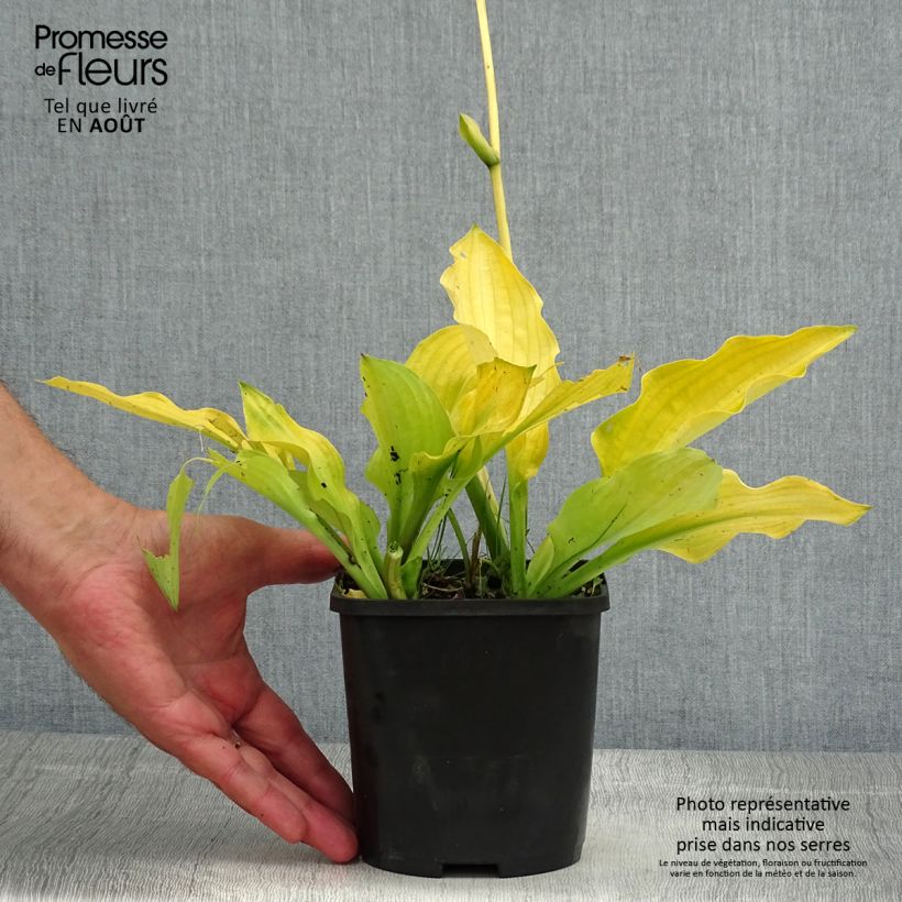 Example of Hosta Ruffed Up - Garten-Funkie Topf mit 1,5L/2L as you get in ete