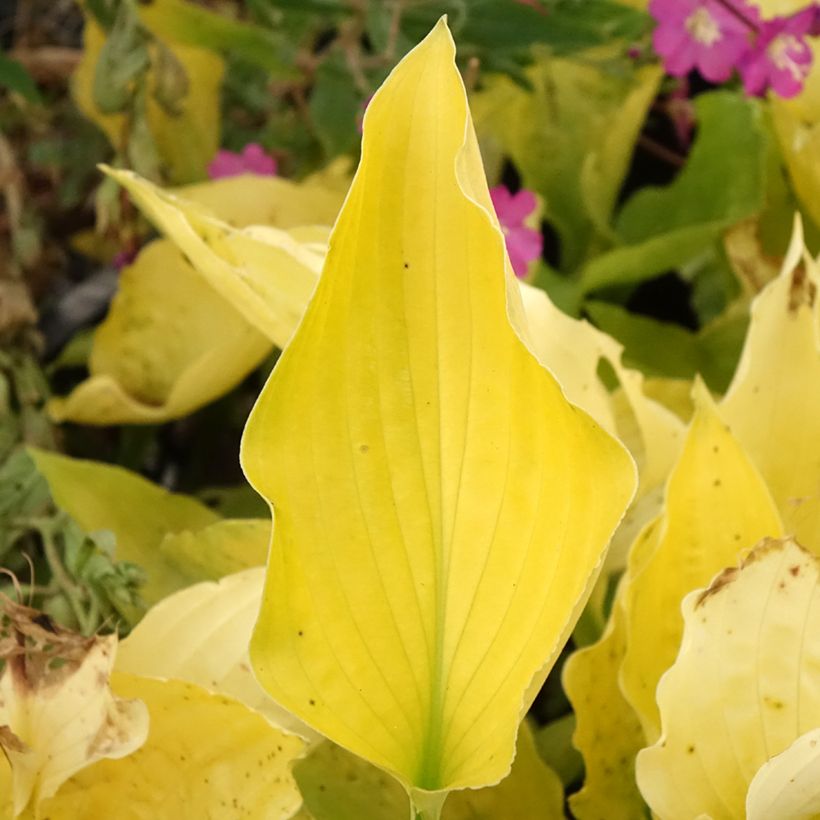 Hosta Ruffed Up - Garten-Funkie (Foliage)