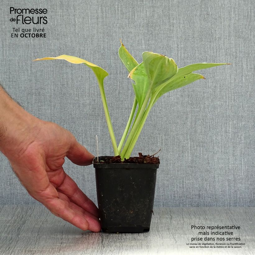 Example of Hosta fluctuans Sagae - Funkie Kleine Töpfe von 8/9 cm as you get in automne