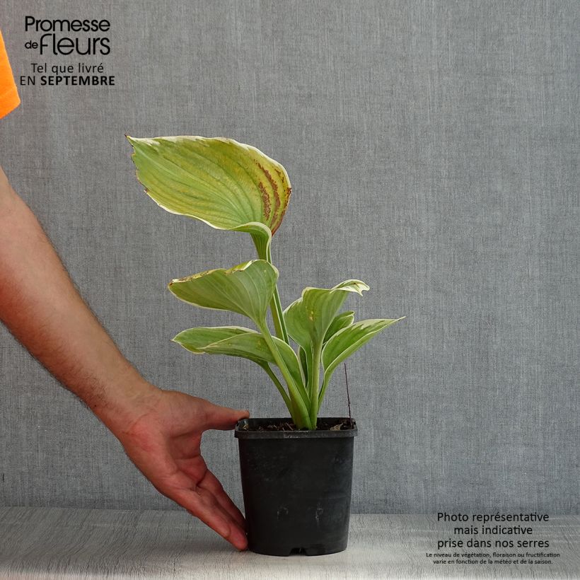 Example of Hosta fluctuans Sagae - Funkie Topf mit 1,5L/2L as you get in ete