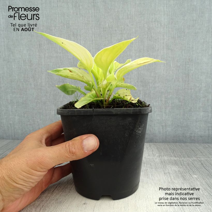 Example of Hosta Saint Elmo's Fire - Garten-Funkie Topf mit 1,5L/2L as you get in ete