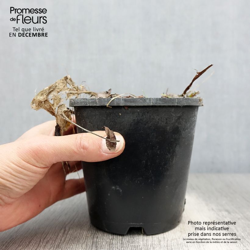 Exemplar von Hosta Saint Elmo's Fire - Garten-Funkie Topf mit 1,5L/2L wie im Winter geliefert