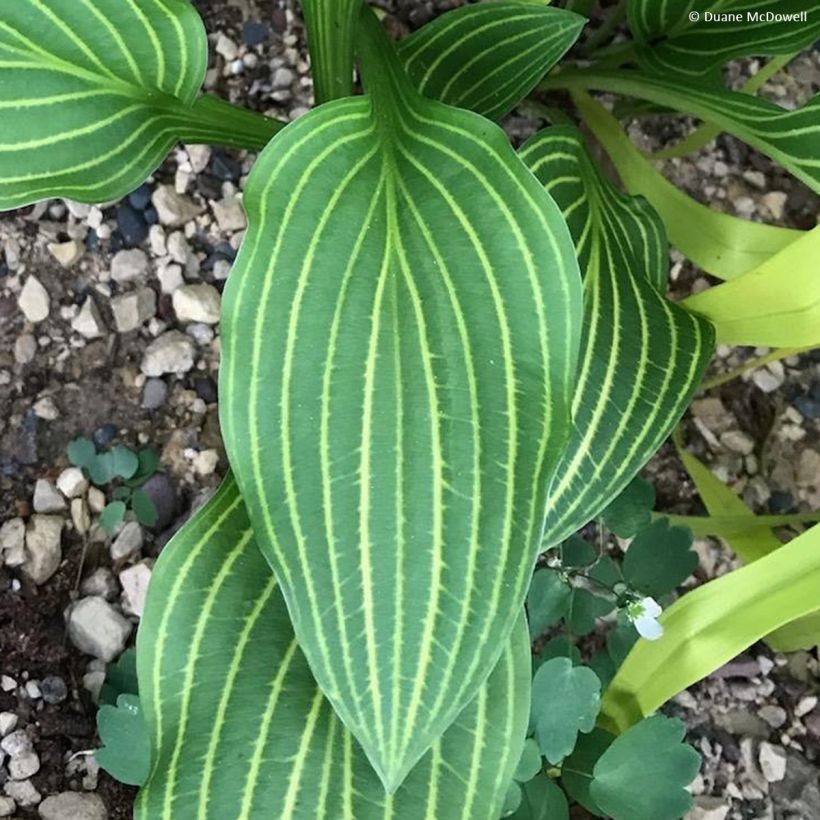 Hosta Siberian Tiger - Garten-Funkie (Foliage)
