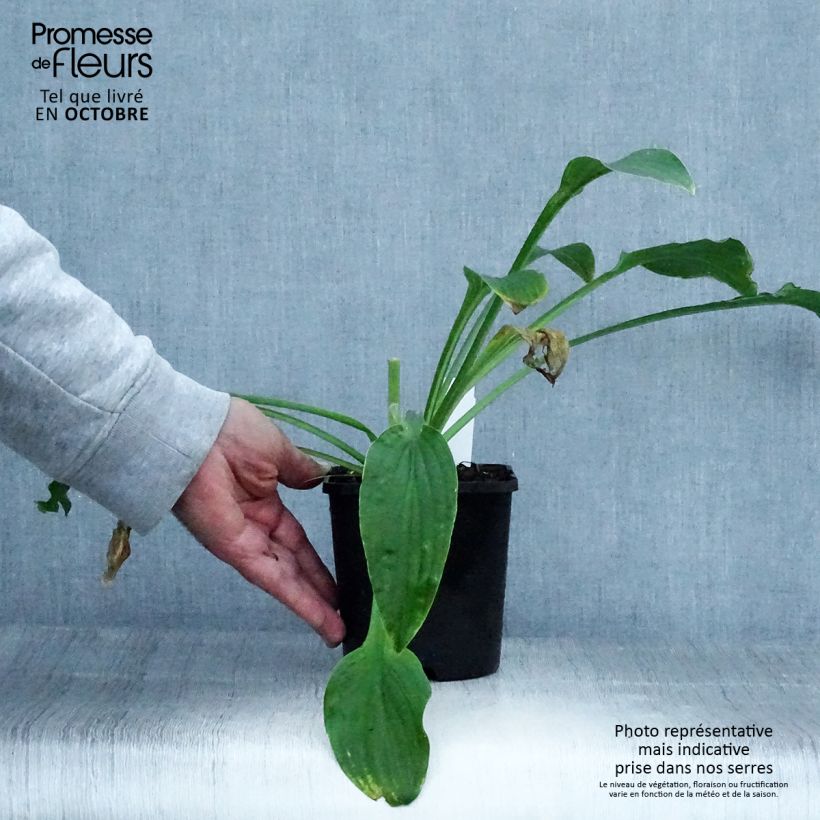 Example of Hosta Siberian Tiger - Garten-Funkie Topf mit 1,5L/2L as you get in automne