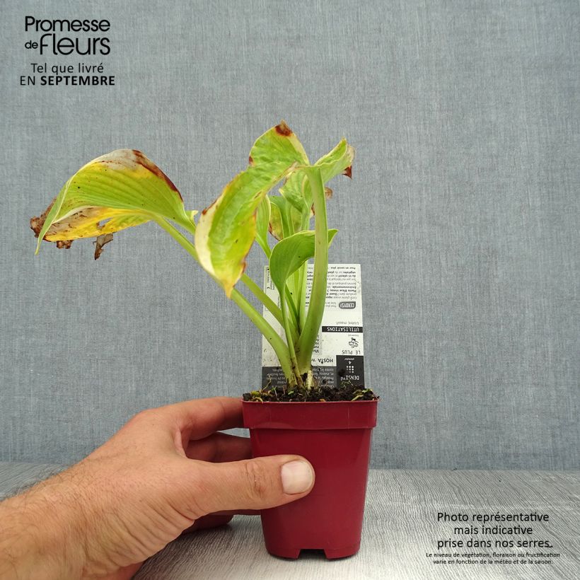 Example of Hosta sieboldiana Frances williams - Garten-Funkie Kleine Töpfe von 8/9 cm as you get in ete