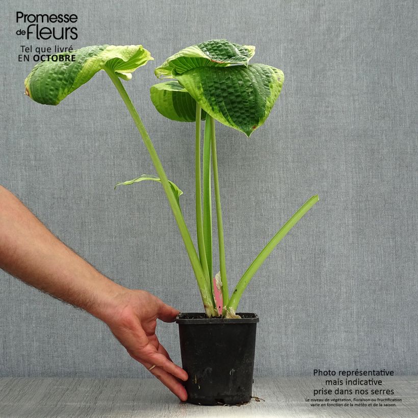 Example of Hosta sieboldiana Frances williams - Garten-Funkie Topf mit 2L/3L as you get in automne
