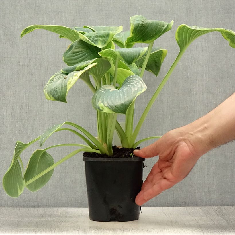 Exemplar von Hosta sieboldiana Frances williams - Garten-Funkie Topf mit 2L/3L wie im Sommer geliefert