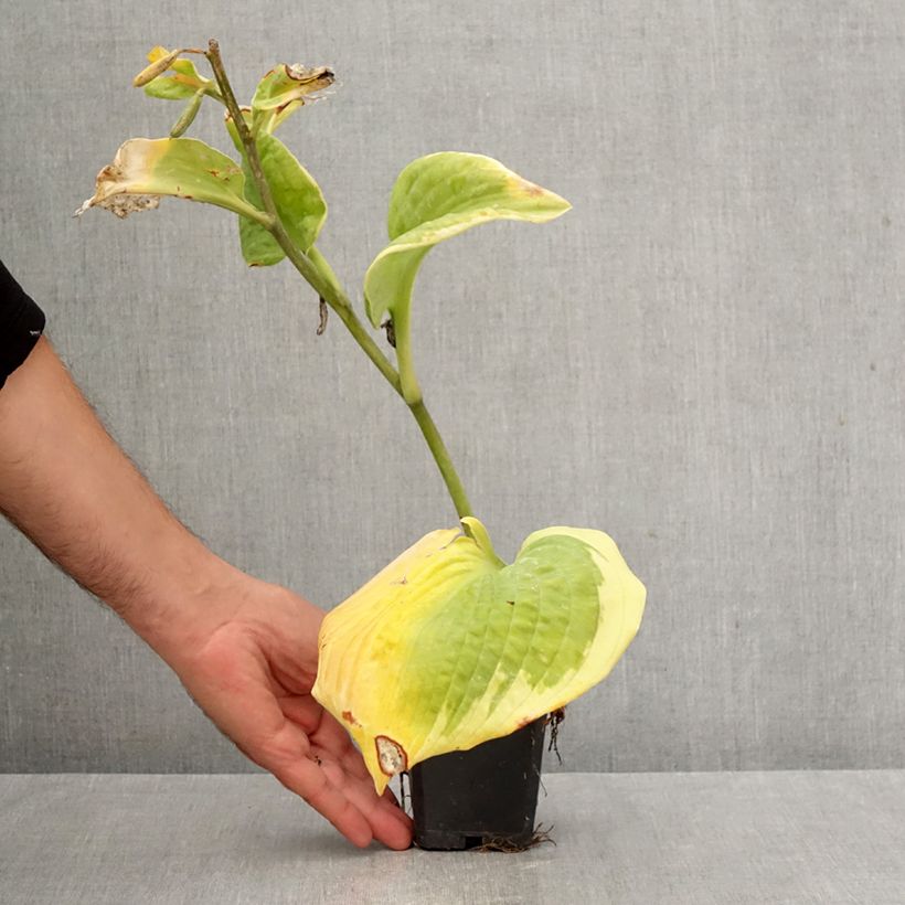 Exemplar von Hosta sieboldiana Frances williams - Garten-Funkie Kleine Töpfe von 8/9 cm wie im Herbst geliefert