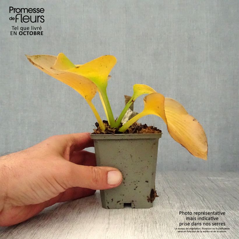Example of Hosta sieboldiana elegans - Garten-Funkie Kleine Töpfe von 8/9 cm as you get in automne