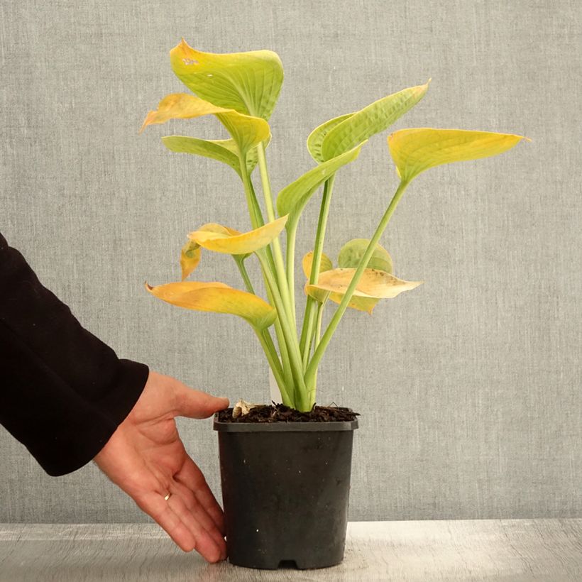 Example of Hosta sieboldiana elegans - Garten-Funkie Topf mit 1,5L/2L as you get in automne