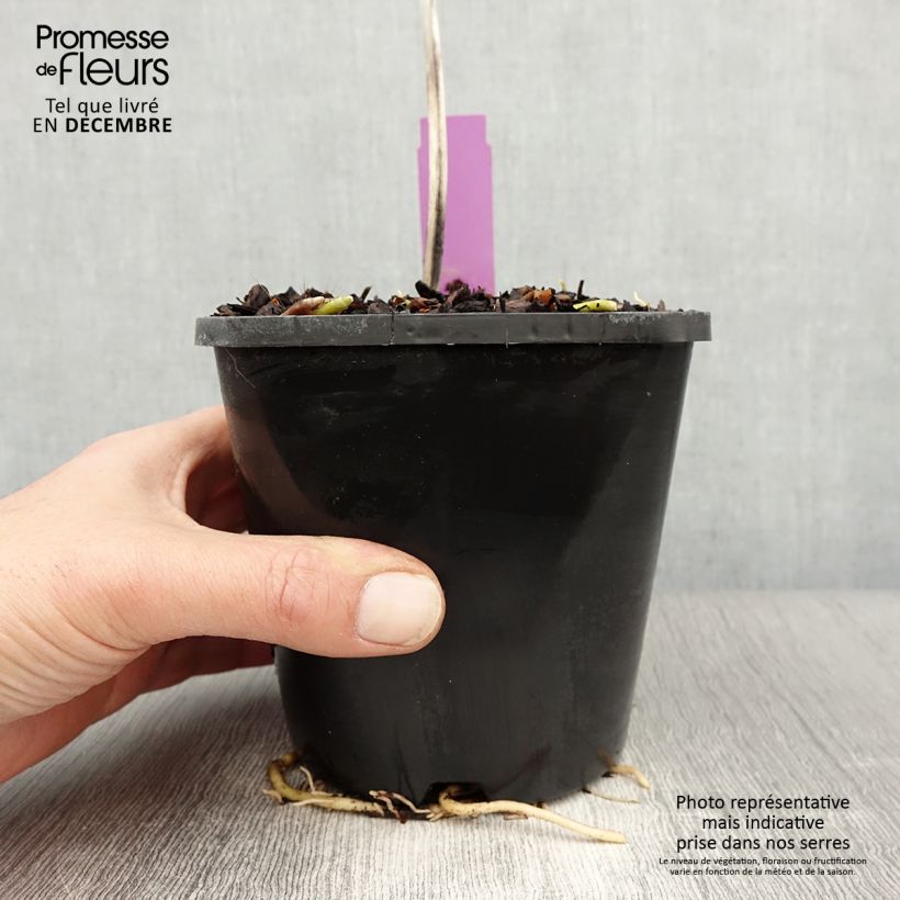 Exemplar von Hosta sieboldiana elegans - Garten-Funkie Topf mit 1,5L/2L wie im Winter geliefert