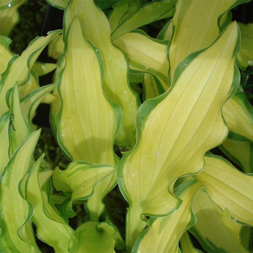 Hosta sieboldii Kabitan - Garten-Funkie (Foliage)