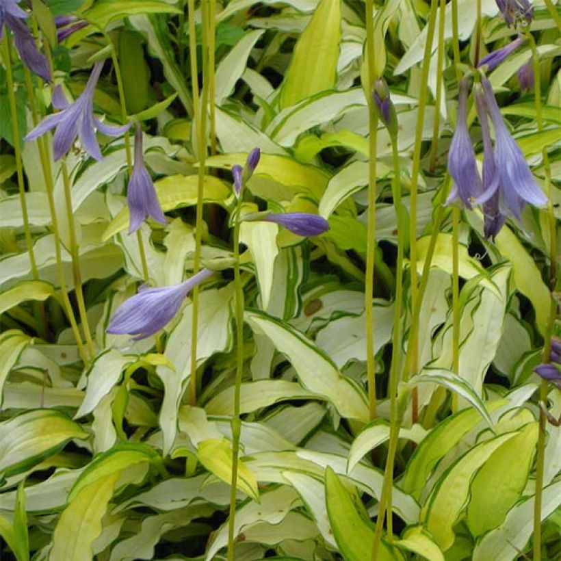 Hosta sieboldii Kabitan - Garten-Funkie (Flowering)
