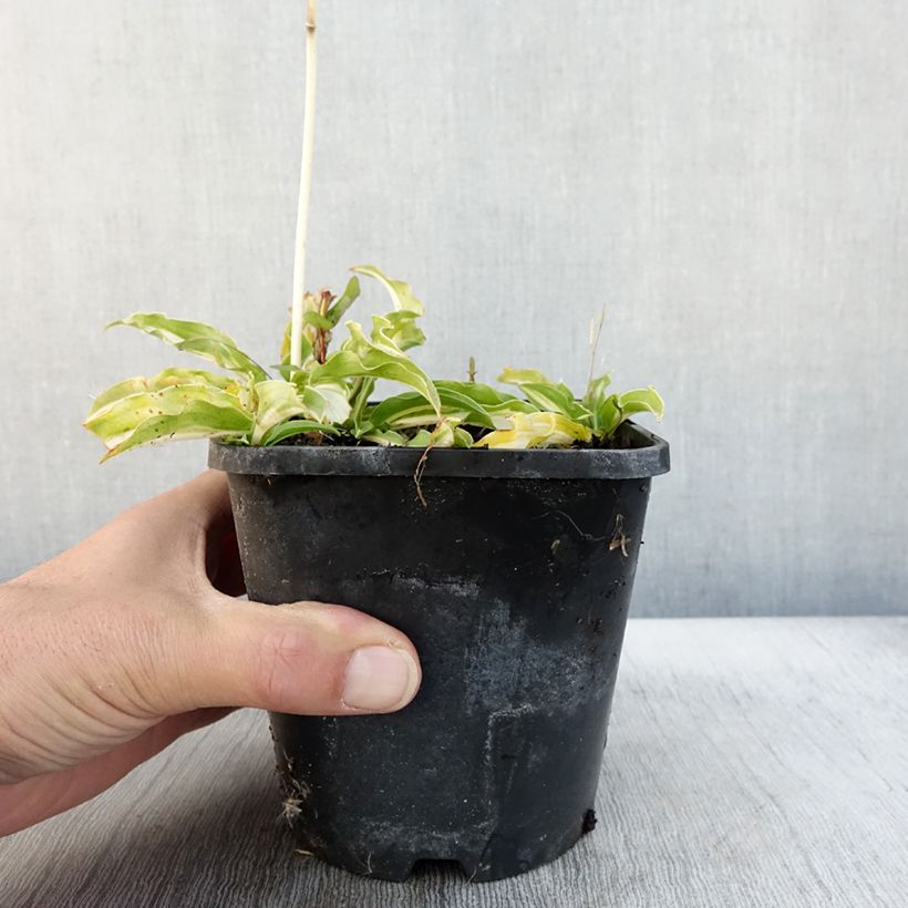 Exemplar von Hosta Sizzle - Garten-Funkie Topf mit 1,5L/2L wie im Herbst geliefert