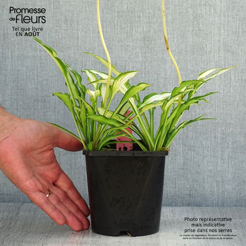 Example of Hosta Sizzle - Garten-Funkie Topf mit 1,5L/2L as you get in ete
