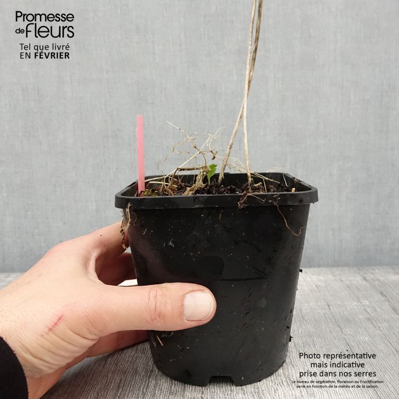 Exemplar von Hosta Sizzle - Garten-Funkie Topf mit 1,5L/2L wie im Winter geliefert