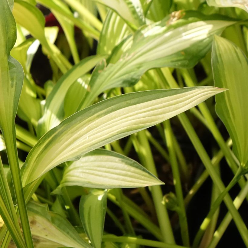 Hosta Sizzle - Garten-Funkie (Foliage)