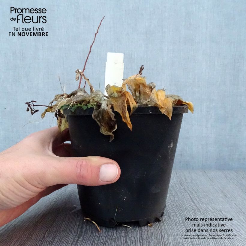 Example of Hosta Smiling Mouse - Garten-Funkie Topf mit 1,5L/2L as you get in automne