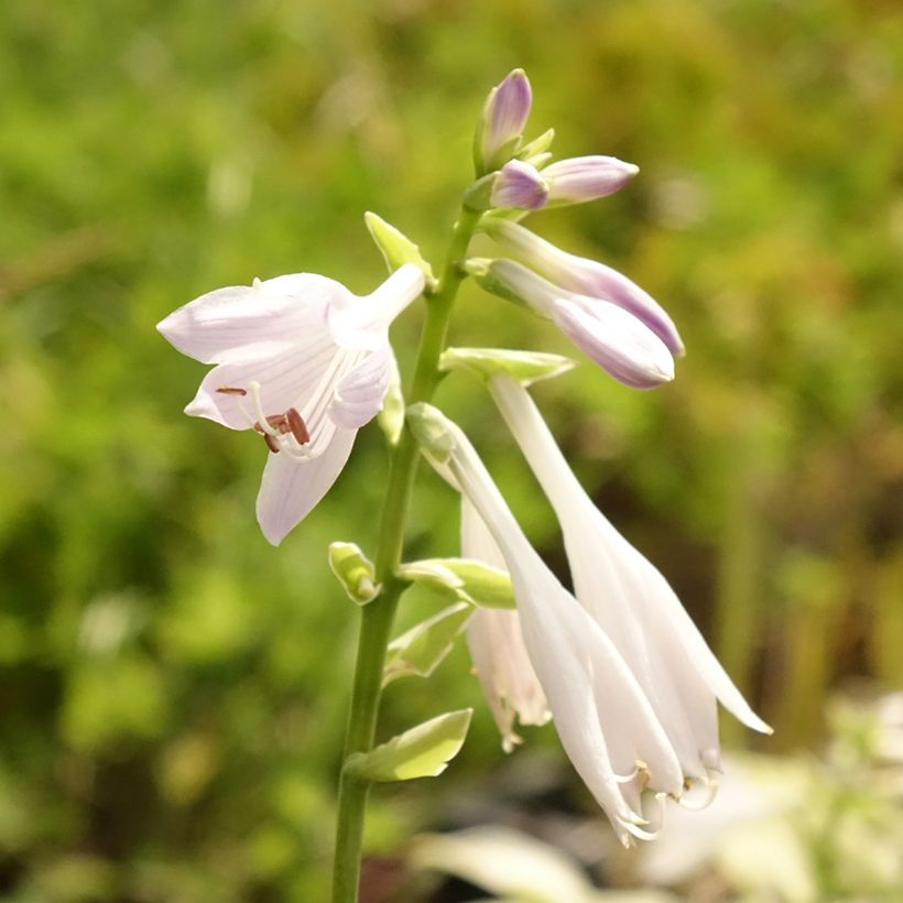 Hosta So Sweet - Garten-Funkie (Flowering)