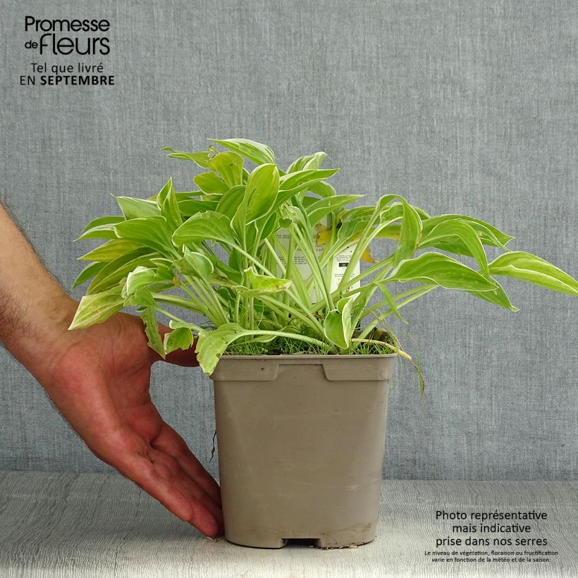 Example of Hosta So Sweet - Garten-Funkie Topf mit 2L/3L as you get in ete