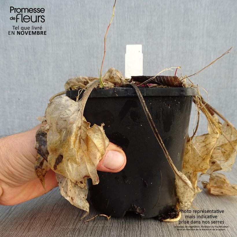 Example of Hosta Sorbet - Garten-Funkie Topf mit 1,5L/2L as you get in automne