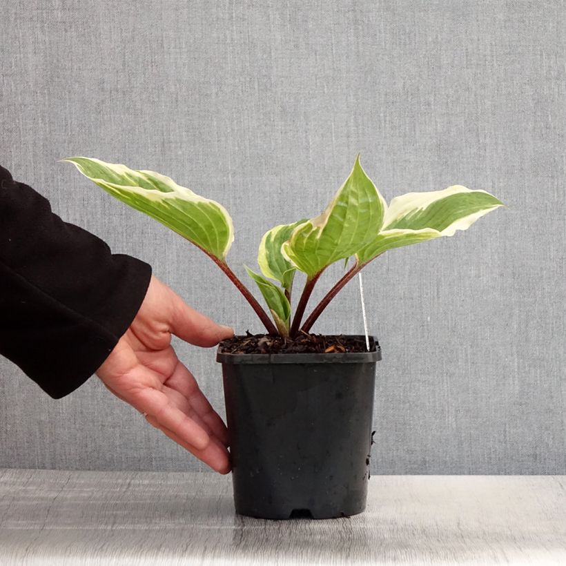 Exemplar von Hosta Sorbet - Garten-Funkie Topf mit 1,5L/2L wie im Frühjahr geliefert