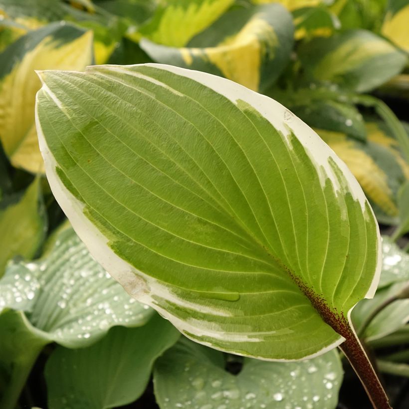 Hosta Sorbet - Garten-Funkie (Laub)