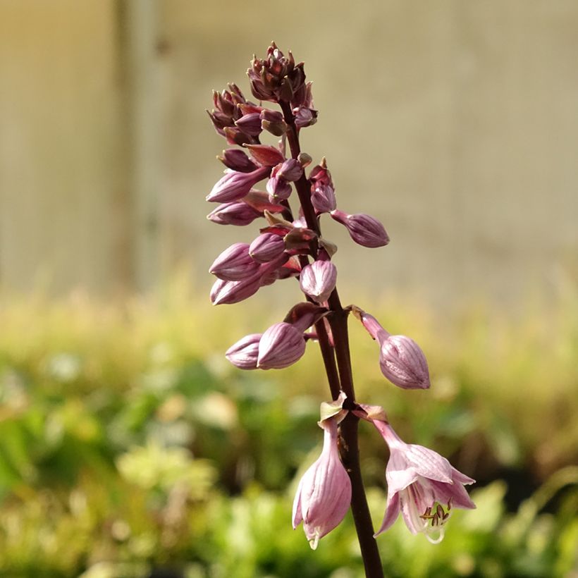 Hosta Sorbet - Garten-Funkie (Flowering)