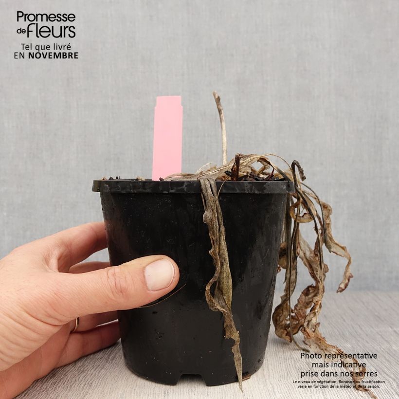 Example of Hosta Spartacus - Garten-Funkie Topf mit 1,5L/2L as you get in automne