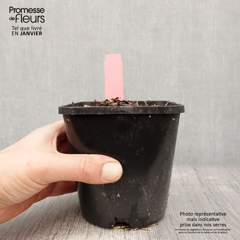 Exemplar von Hosta Spartacus - Garten-Funkie Topf mit 1,5L/2L wie im Winter geliefert