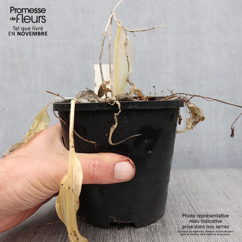Example of Hosta Spritzer - Garten-Funkie Topf mit 1,5L/2L as you get in automne
